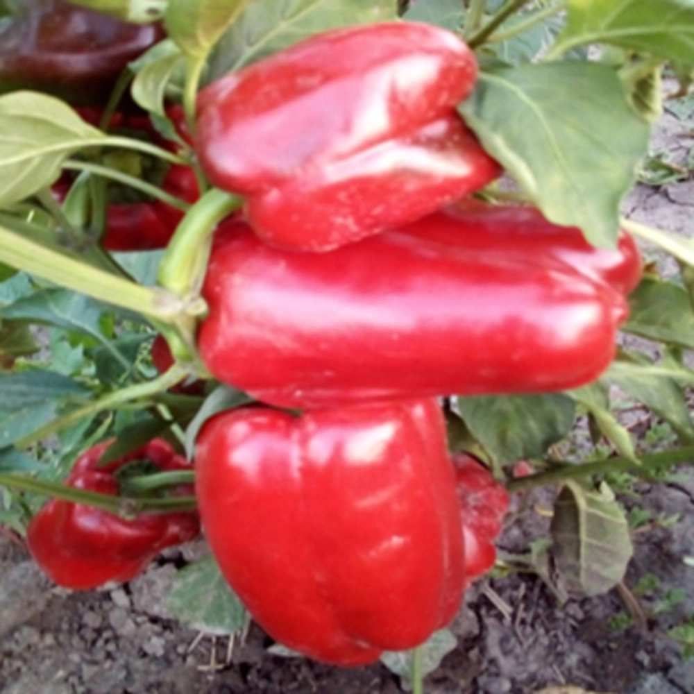 Долма кандил