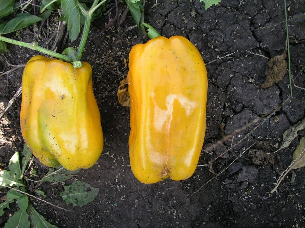 Квадрат Дасти Гианто желтый