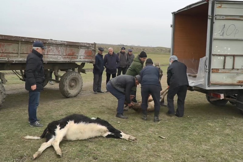 Чем опасен пастереллез?