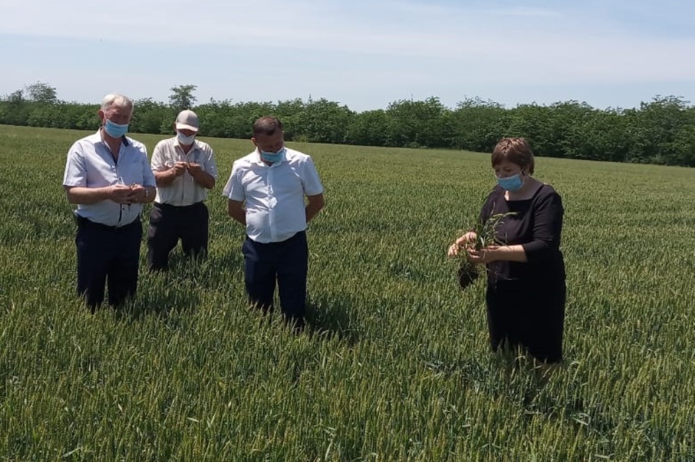 Специалисты сельхозуправления осматривают пшеничные поля.