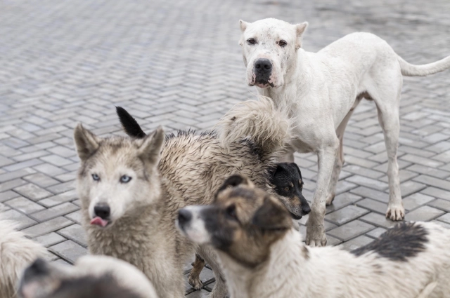 В Васильево из-за множества причин возникли стаи бездомных собак.