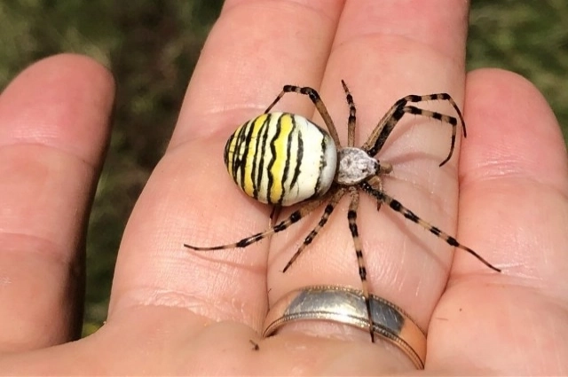 Аргиопа Брюнниха получила свое народное название неспроста — яркие желто-черные полосы на брюшке делают ее поразительно похожей на осу. 