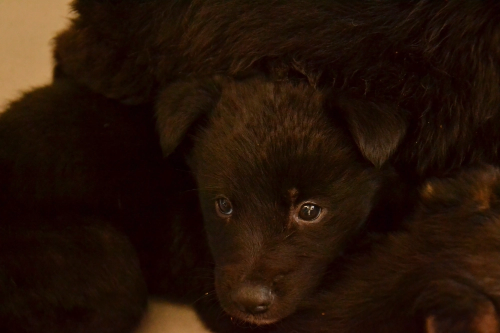 Кинолог советует ни в коем случае не покупать щенка в качестве подарка ребёнку, потому что тот не сможет нести за него ответственность.