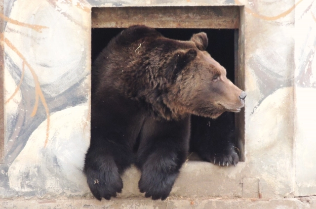 А вот уже и целый медведь!