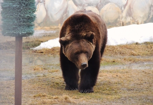 Кажется, Топа был не слишком доволен погодой.