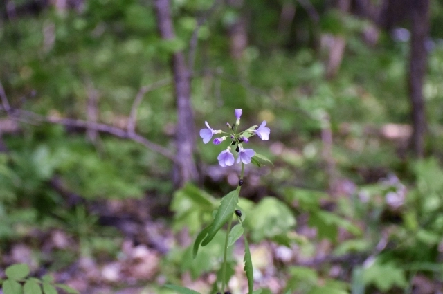 Зубянка луковичная.