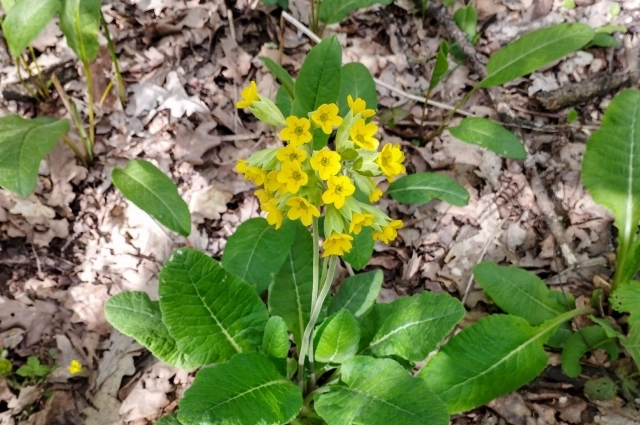 Первоцвет весенний.
