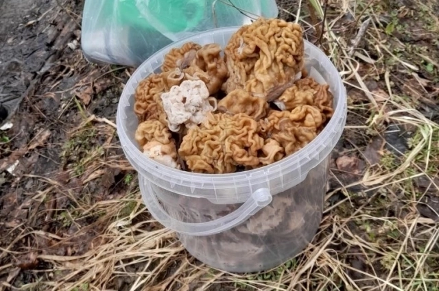 Строчок — род сумчатых грибов. Часто путают со съедобными сморчками.