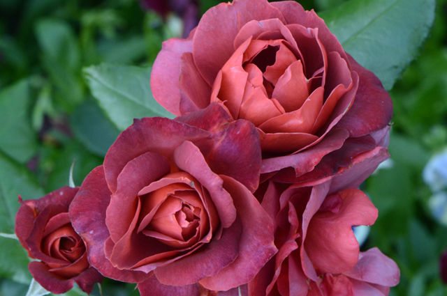 самые необычные сорта роз
