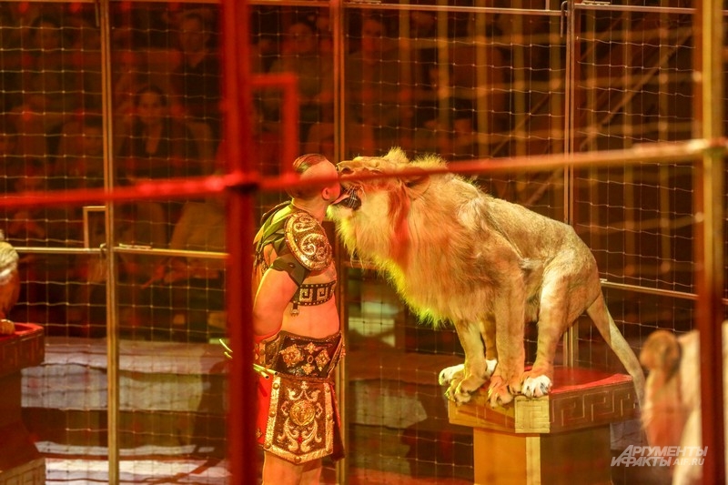 Цирковые львы