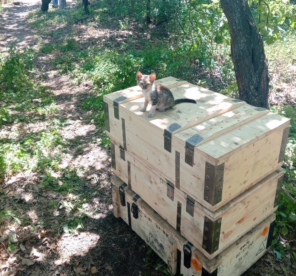 Котята повсюду рядом с бойцами.