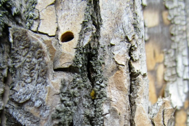 Такие отверстия на стволе свидетельствует о том, что дерево поражено