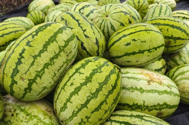 Сбор Сибирской ягоды.