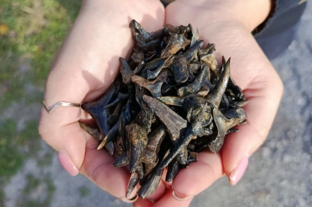 На реке Туре чаще всего находили окаменелые зубы древних акул.