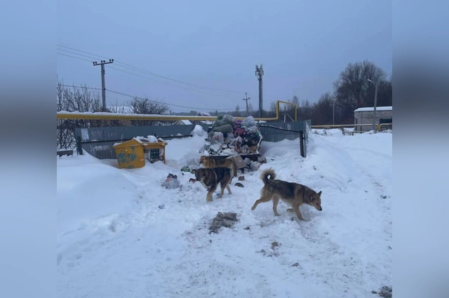 Проблемы с мусором копятся в городе уже несколько лет.