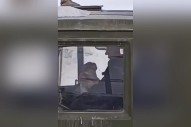 Живодер убил кошку в салоне грузовика.