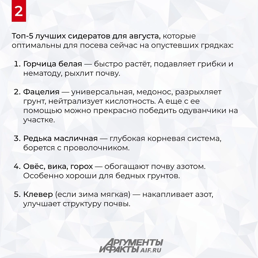 Как сидераты стоит посеять в августе