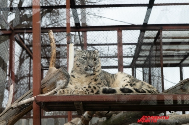 Крупных хищников пока не перевезли на новое место.
