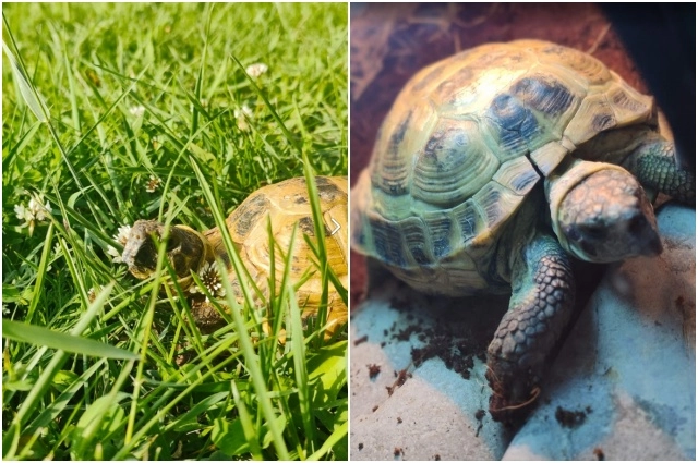 Содержать черепаху очень дорого.