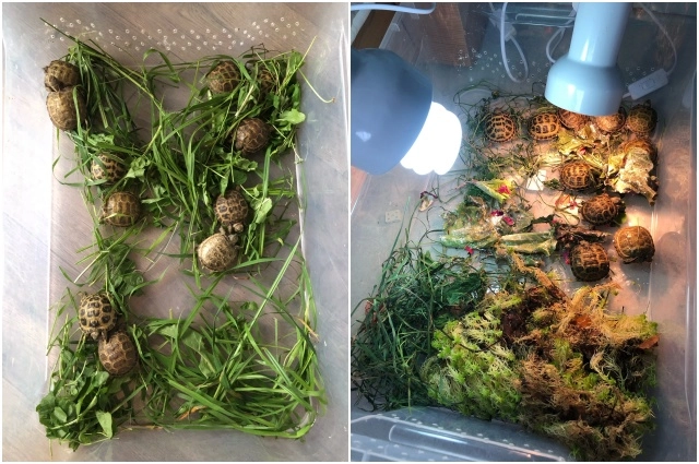 Контрабанда черепах незаконна.