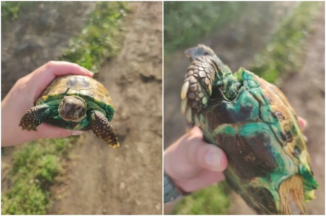 Зелёнка для рептилий - как кислота для людей.