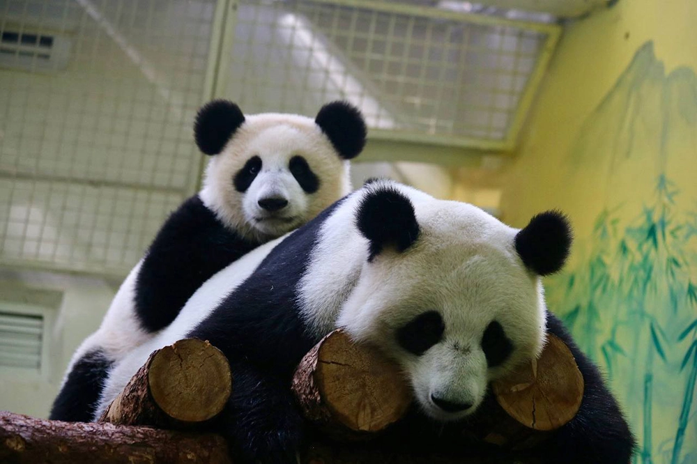 Все панды в мире принадлежат Китаю.