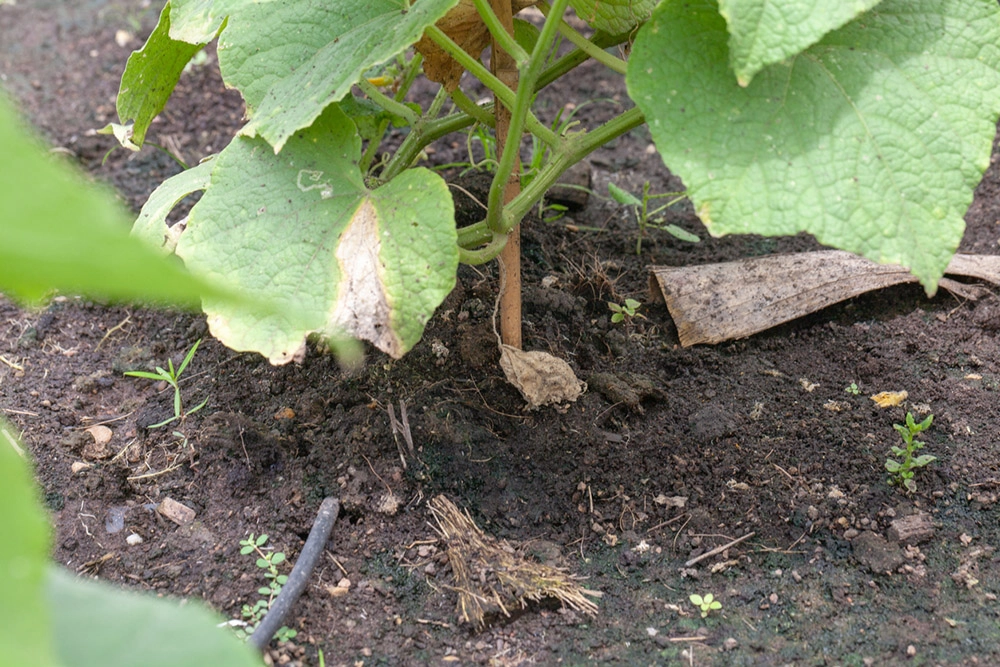 Корневая гниль.