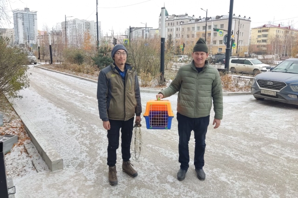 Задержавшуюся в Якутске утку поймали, вскоре её передадут в зоопарк.