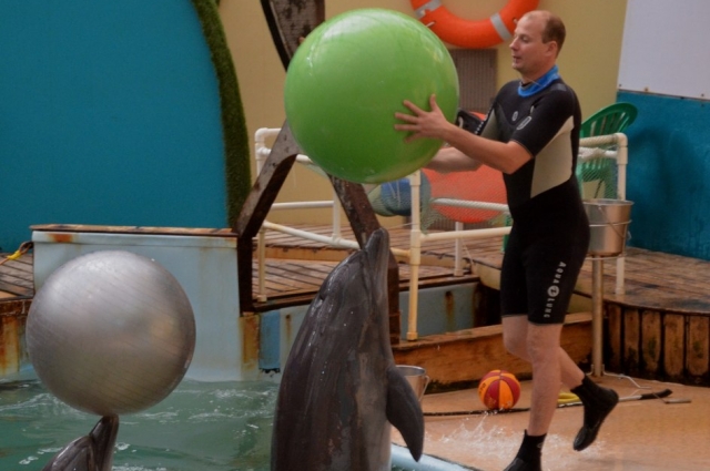 Дельфины ко всему относятся играючи.