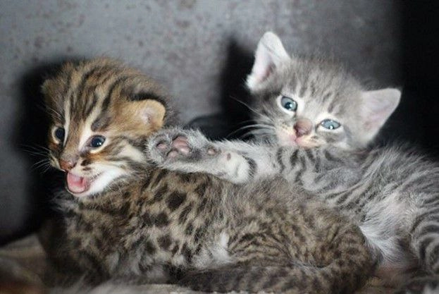 Дальневосточные котята