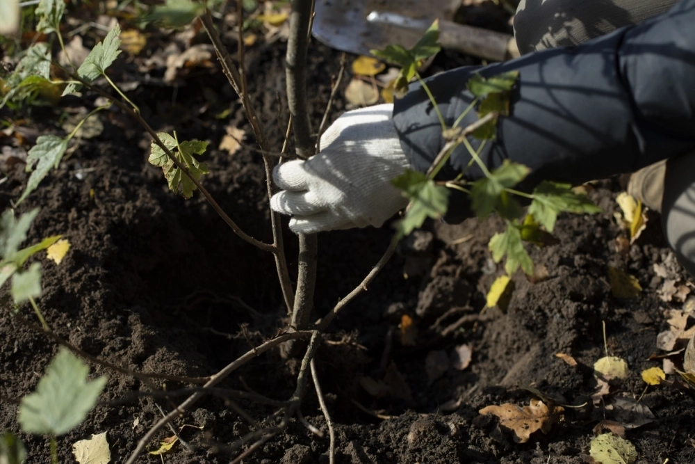 При устойчиво плюсовых дневных температурах и непромёрзшем верхнем слое почвы в середине ноября допустимы точечные работы.