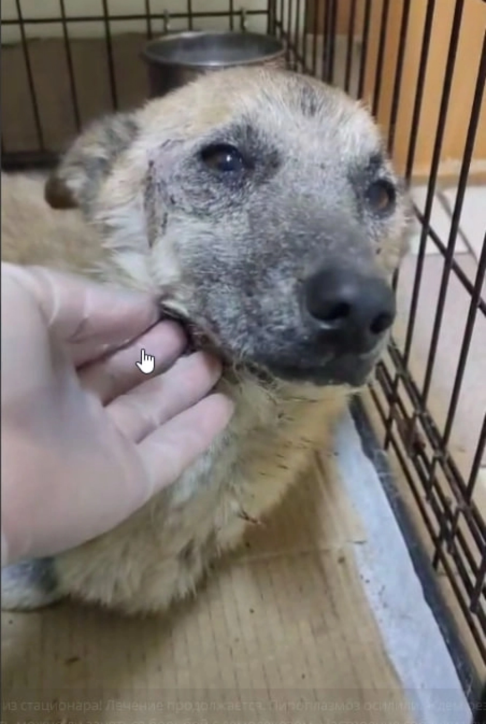 Сейчас Сара уже идёт на поправку.