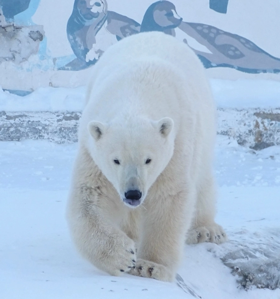 З два года малышка Яна превратилась в грациозную красавицу