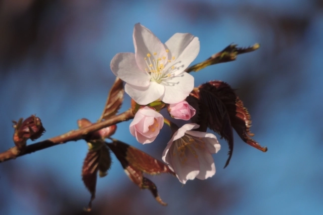 Но отдельные бутоны уже радуют красотой...