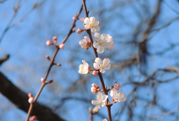 Сакура показывает свою красоту совсем не долго.