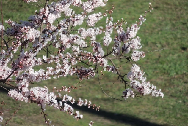 Деревья видно с Толбухинского моста.