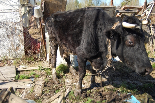 Зоозащитник спас корова, которая была сильно истощена.