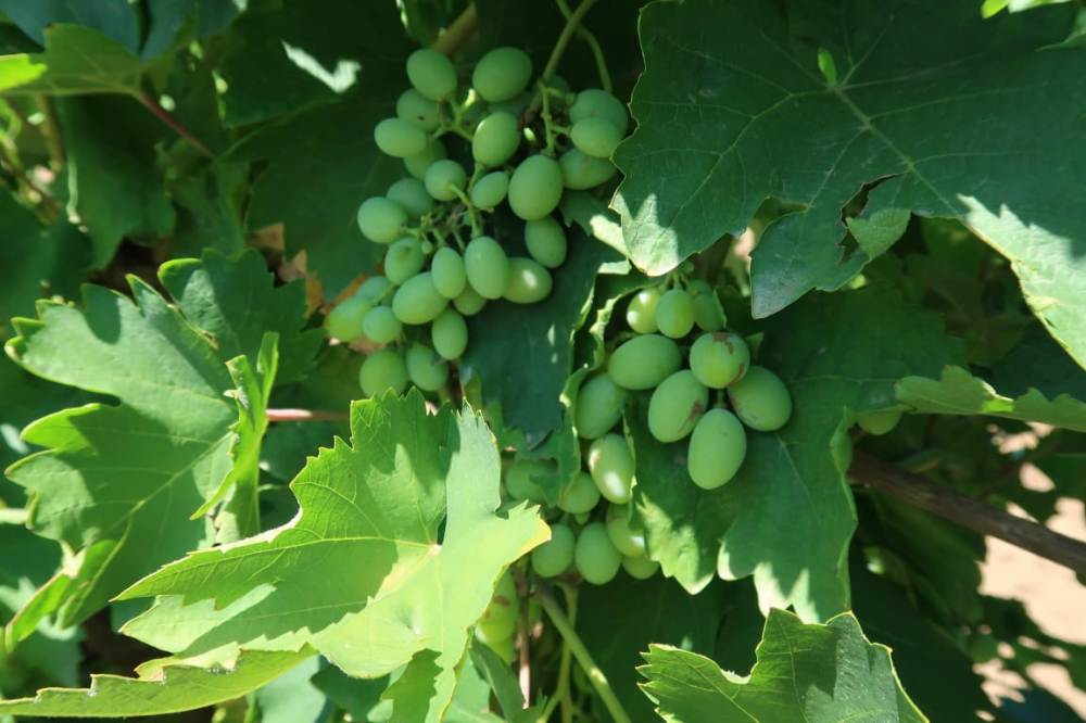 Виноград в крае выращивают на 5,5 тыс. га.