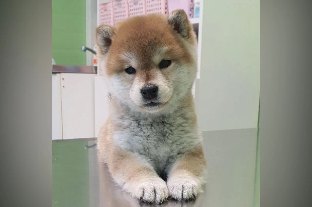 Ветериарная клиника 