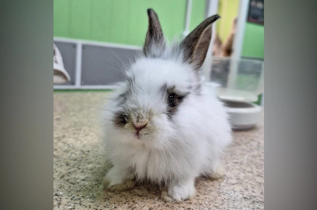 Ветериарная клиника 