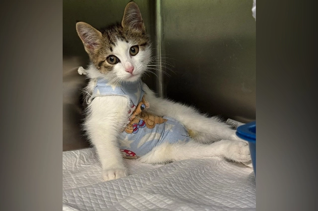 Ветериарная клиника 