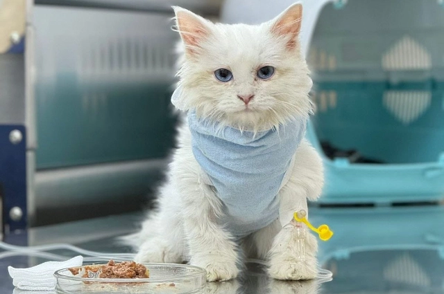 Ветериарная клиника 