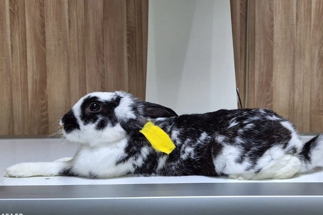 Ветериарная клиника 