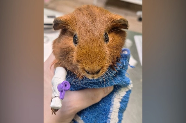 Ветериарная клиника 