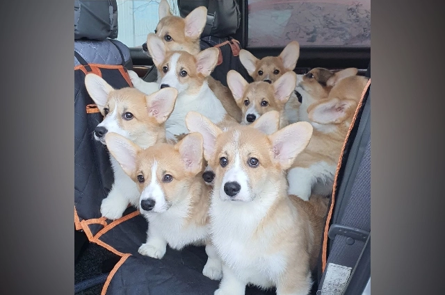 Ветериарная клиника 