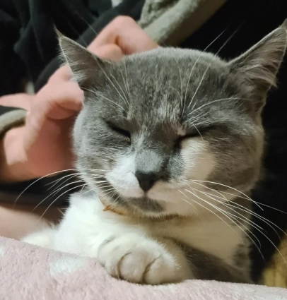 В доме царствует кот Александр Сергеевич Пушкин.