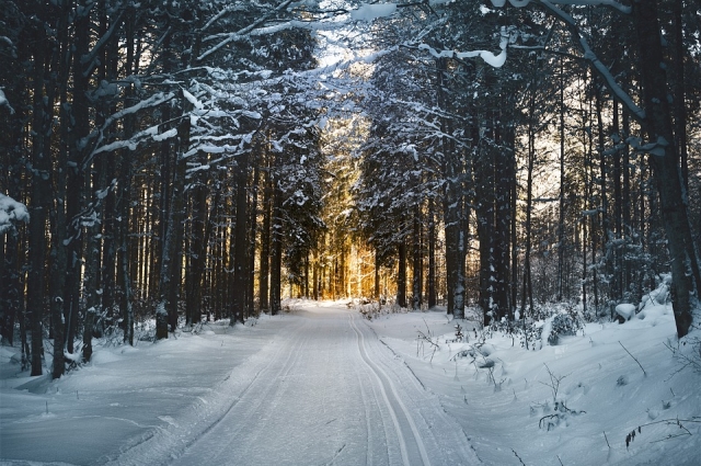 В Белокурихе можно прогуляться по зимнему лесу.