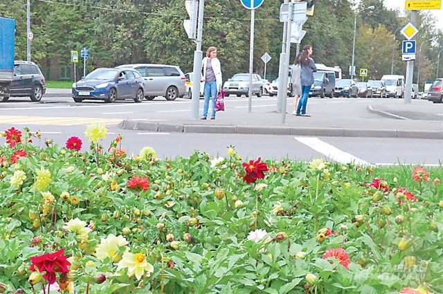 В День города жители Зюзина украсят район цветами из подмосковных питомников.