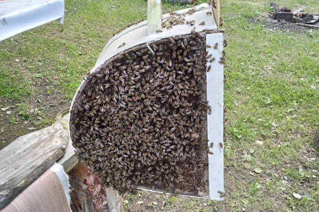 С пчёл можно брать пример в трудолюбии. Чтобы приготовить 100 гр. мёда пчела облетает до 46 тыс. км