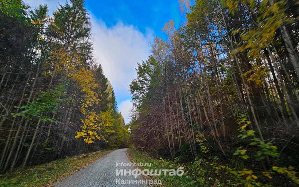 Лес, Краснолесье, дорога, Природа